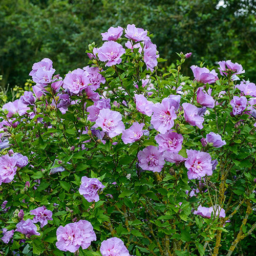 Hibiscus Chiffon Collection