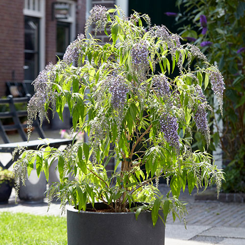 Butterfly Bush Buddleia davidii 'Wisteria Lane'