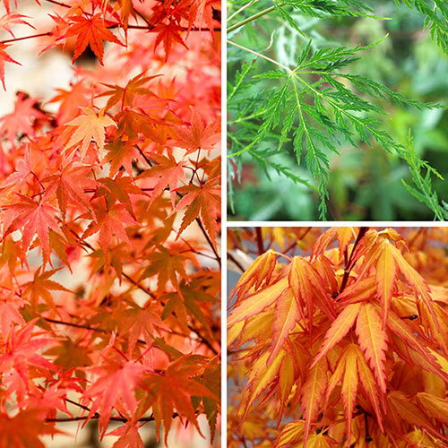 Acer Colourful Collection Acer Colourful Collection
