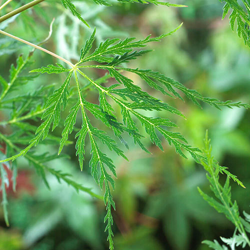 Acer Colourful Collection Acer Colourful Collection