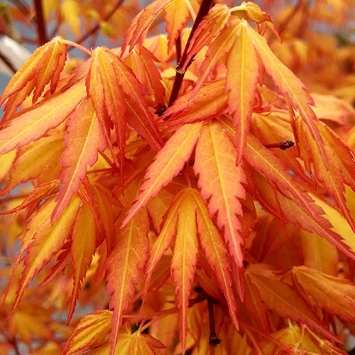 Acer Colourful Collection Acer Colourful Collection