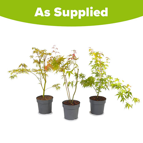 Acer Colourful Collection