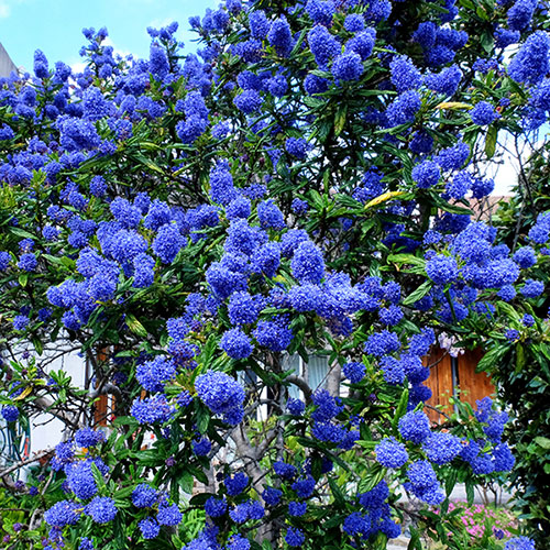 Ceanothus thyrsiflorus var. repens Californian Lilac