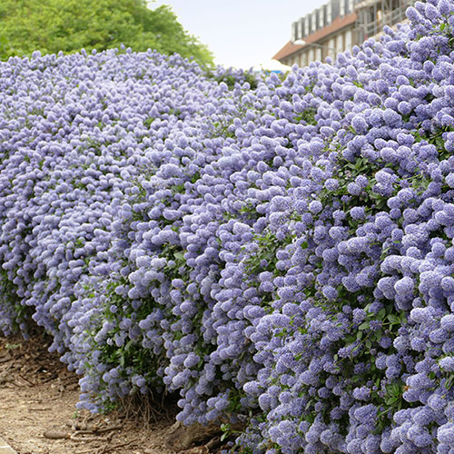 Ceanothus thyrsiflorus var. repens Californian Lilac