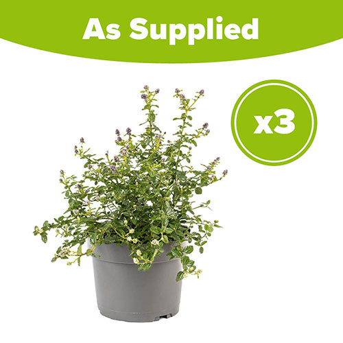 Ceanothus thyrsiflorus var. repens Californian Lilac