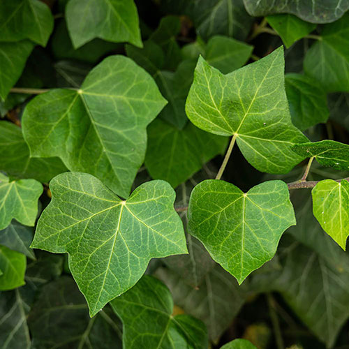 Hedera - Green Ivy Hedera - Green Ivy