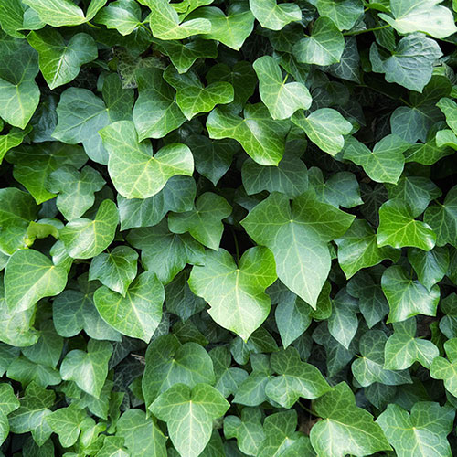 Hedera - Green Ivy Hedera - Green Ivy