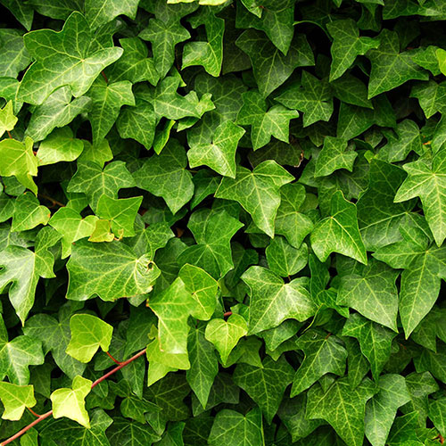 Hedera - Green Ivy Hedera - Green Ivy