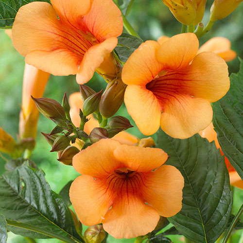 Campsis Red & Orange Trumpet Vine Collection Campsis Red & Orange Trumpet Vine Collection