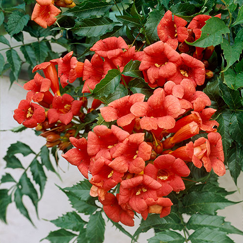 Campsis Red & Orange Trumpet Vine Collection Campsis Red & Orange Trumpet Vine Collection