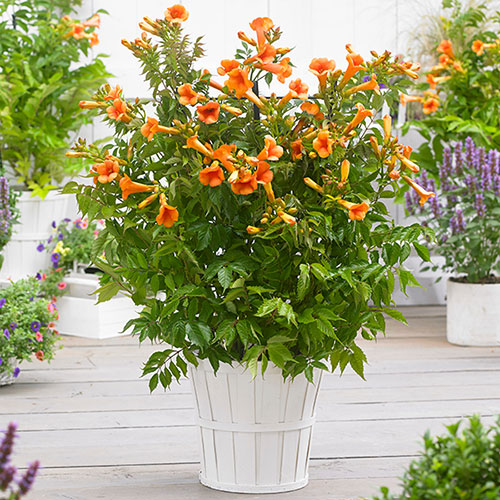 Campsis Red & Orange Trumpet Vine Collection Campsis Red & Orange Trumpet Vine Collection