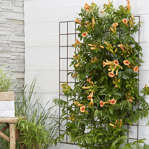 Campsis Red & Orange Trumpet Vine Collection Campsis Red & Orange Trumpet Vine Collection