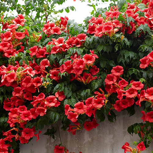 Campsis Red & Orange Trumpet Vine Collection Campsis Red & Orange Trumpet Vine Collection