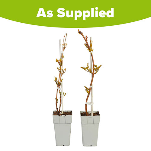 Campsis Red & Orange Trumpet Vine Collection