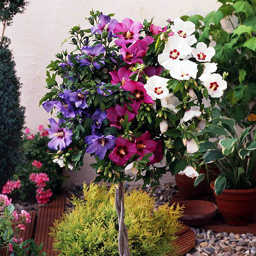 Braided Stem Hibiscus Tricolour Standard