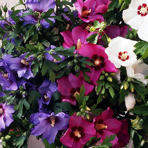 Braided Stem Hibiscus Tricolour Standard