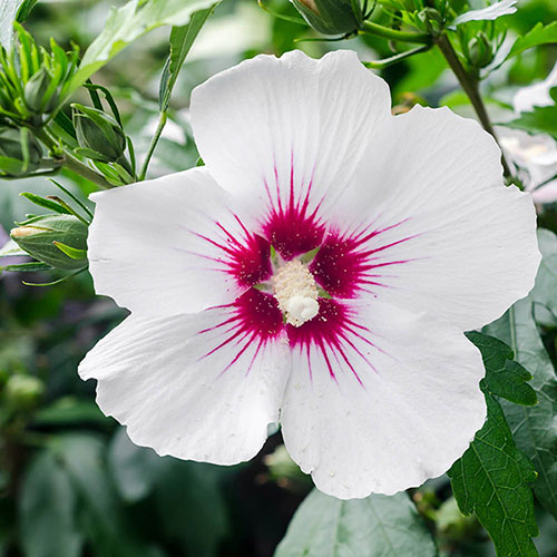 Braided Stem Hibiscus Tricolour Standard