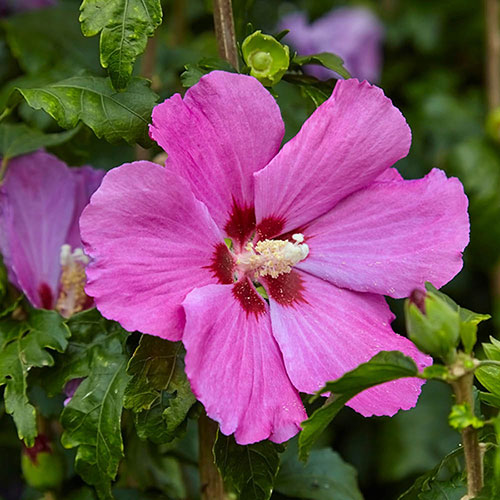 Braided Stem Hibiscus Tricolour Standard