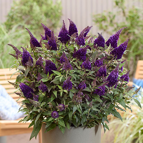 Buddleia Butterfly Candy Little Blackberry