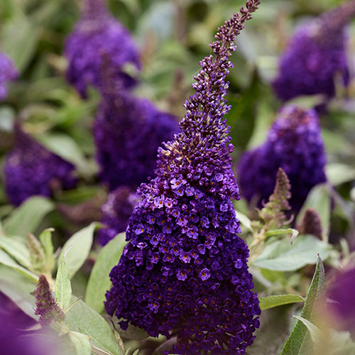 Buddleia Butterfly Candy Little Blackberry Buddleia Butterfly Candy Little Blackberry