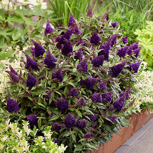 Buddleia Butterfly Candy Little Blackberry Buddleia Butterfly Candy Little Blackberry