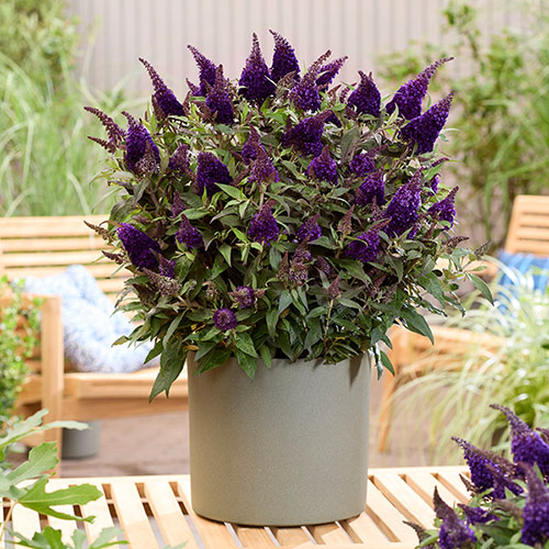 Buddleia Butterfly Candy Little Blackberry Buddleia Butterfly Candy Little Blackberry