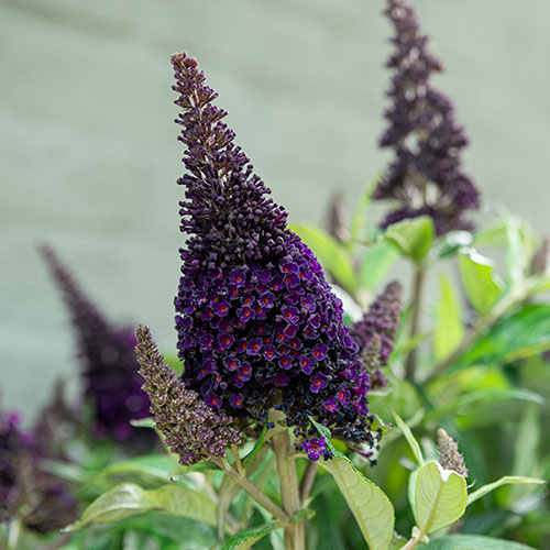 Buddleia Butterfly Candy Little Blackberry Buddleia Butterfly Candy Little Blackberry