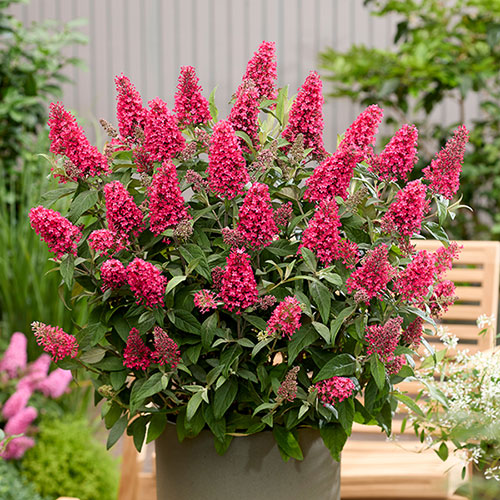 Buddleia Butterfly Candy Little Bubblegum