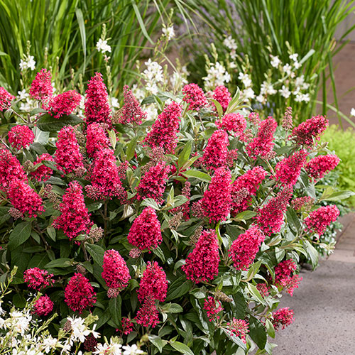 Buddleia Butterfly Candy Little Bubblegum Buddleia Butterfly Candy Little Bubblegum