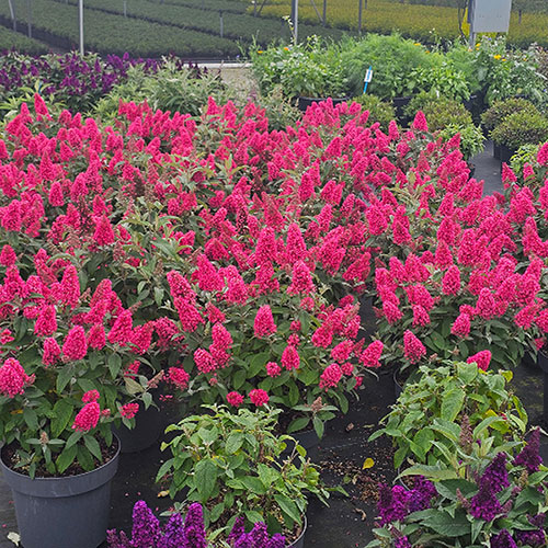 Buddleia Butterfly Candy Little Bubblegum Buddleia Butterfly Candy Little Bubblegum