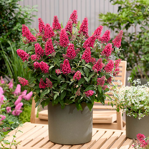 Buddleia Butterfly Candy Little Bubblegum Buddleia Butterfly Candy Little Bubblegum