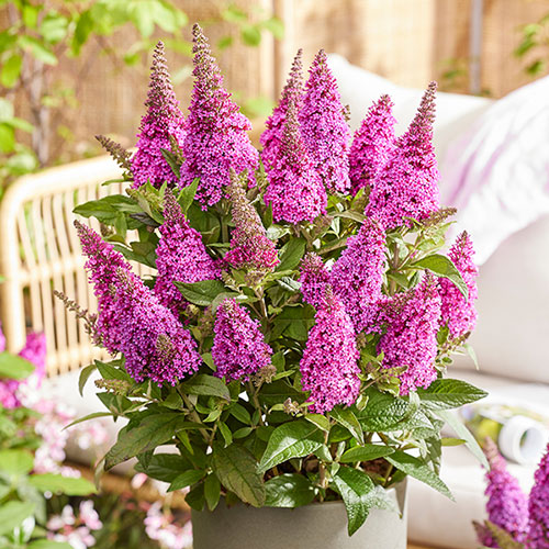 Buddleia Butterfly Candy Little Cerise
