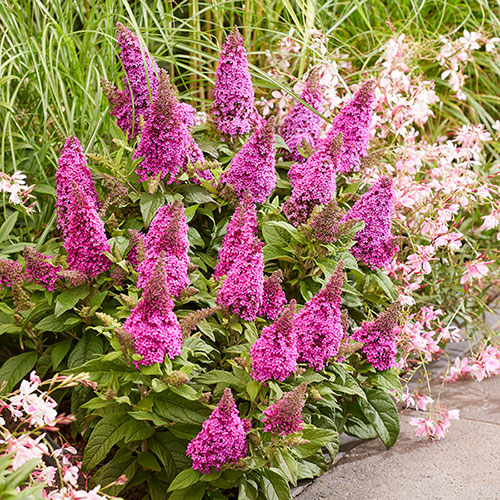 Buddleia Butterfly Candy Little Cerise Buddleia Butterfly Candy Little Cerise