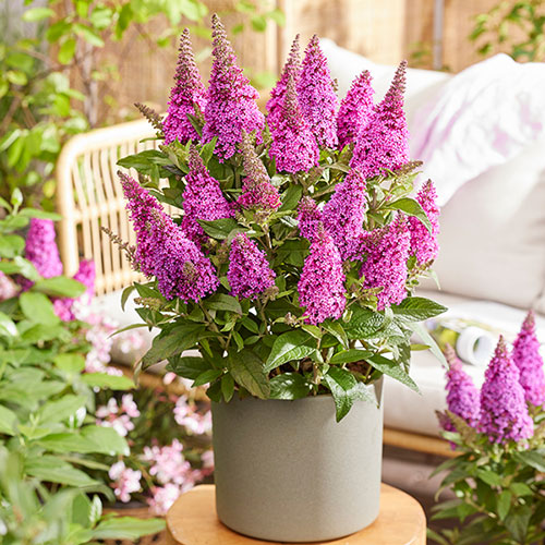 Buddleia Butterfly Candy Little Cerise Buddleia Butterfly Candy Little Cerise