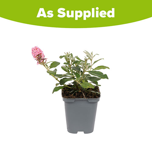 Buddleia Butterfly Candy Little Cerise Buddleia Butterfly Candy Little Cerise