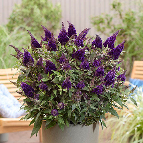 Buddleia Butterfly Candy Collection Buddleia Butterfly Candy Collection