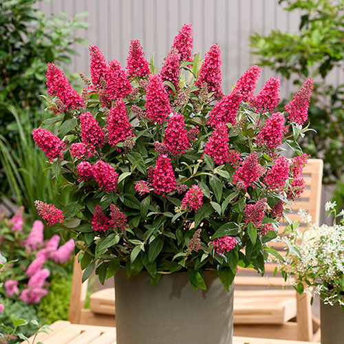 Buddleia Butterfly Candy Collection Buddleia Butterfly Candy Collection