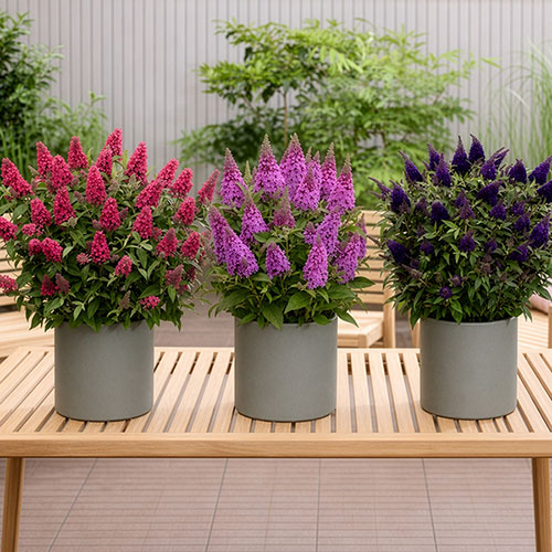 Buddleia Butterfly Candy Collection Buddleia Butterfly Candy Collection