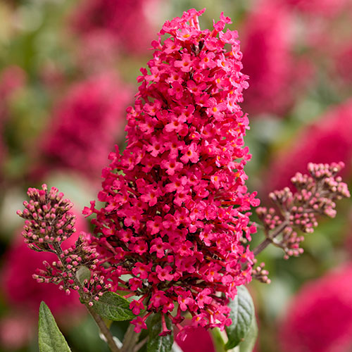 Buddleia Butterfly Candy Collection Buddleia Butterfly Candy Collection