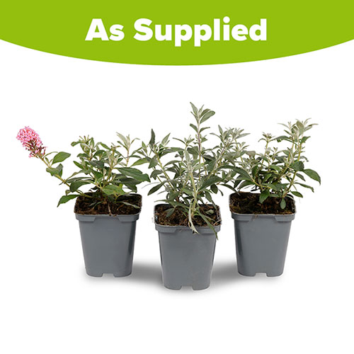 Buddleia Butterfly Candy Collection