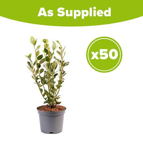 Griselinia Green Horizon Griselinia Green Horizon