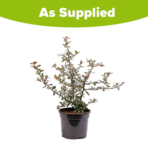 Pyracantha Red Column Pyracantha Red Column