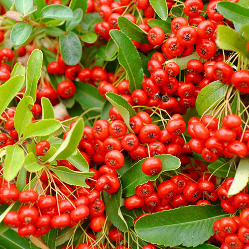 Pyracantha Red Column Pyracantha Red Column