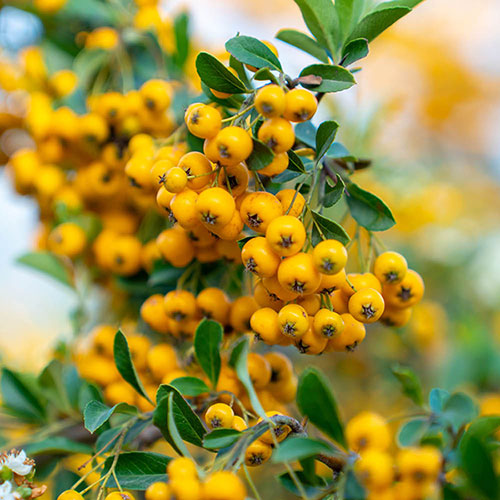 Pyracantha Soleil dOr