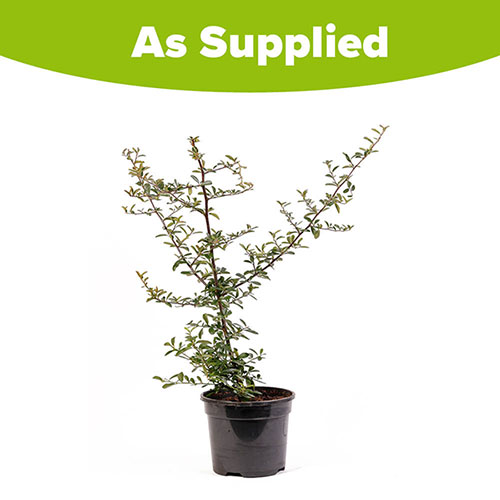 Pyracantha Soleil dOr