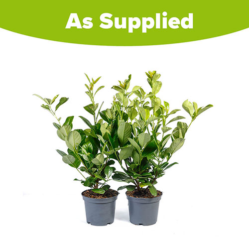 Cherry Laurel - Prunus laurocerasus