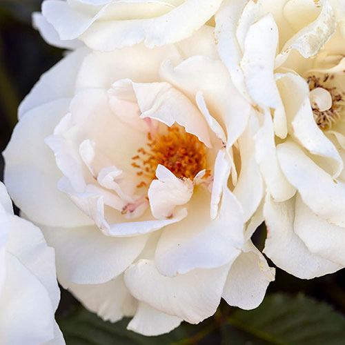 Harkness Rose Margaret Merril 