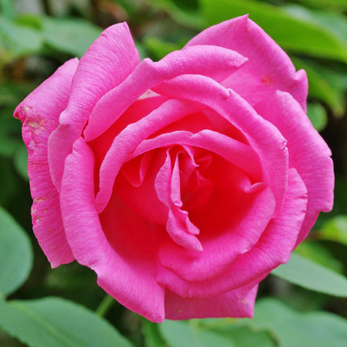 Climbing Rose Zephirine Drouhin