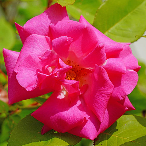 Climbing Rose Zephirine Drouhin