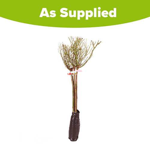 Patio Standard Roses Collection